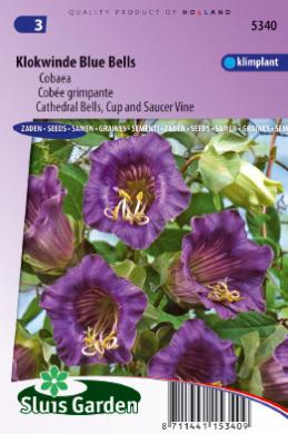 cup-and-saucer vine purple (Cobaea scandens) 27 seeds