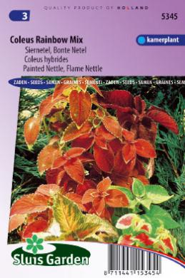 Coleus Rainbow mix (Solenostemon) 350 seeds SL