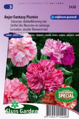 Carnation Picotee Fantasy (Dianthus) 300 seeds