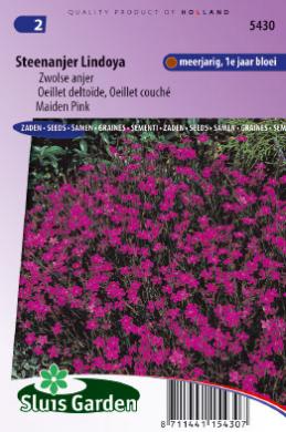 Heide-Nelke Lindoya (Dianthus deltoides) 550 Samen