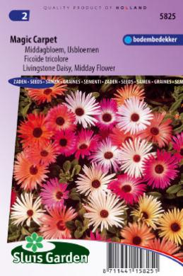 Livingstone daisy Magic Carpet (Dorotheanthus) 3200 seeds SL
