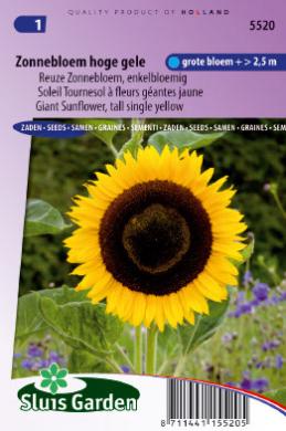 Sonnenblume Giganteus (Helianthus) 30 Samen SL