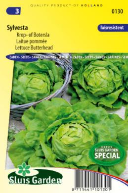 Lettuce Sylvesta (Lactuca sativa) 100 seeds
