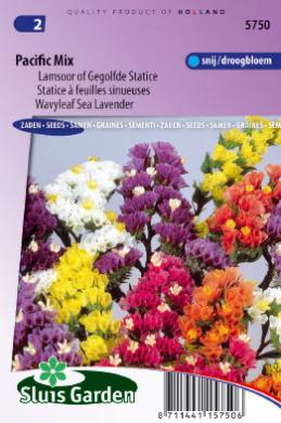 Sea lavender Pacific mix (Limonium sinuatum) 90 seeds SL