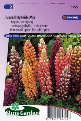 Lupin Russell Hybrids (Lupinus) 75 seeds SL
