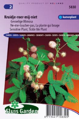 Kruidje-Roer-Mij-Niet (Mimosa pudica) 90 zaden SL