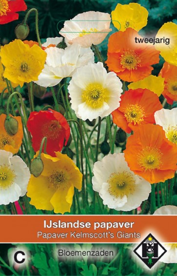 Iceland poppy Kelmscott's Giants (Papaver) 5000 seeds