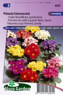Oxlip Colossea Mix (Primula elatior) 250 seeds