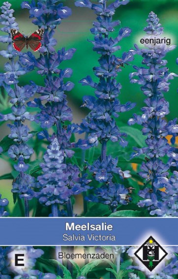 Meelsalie Victoria (Salvia farinacea) 175 zaden HE