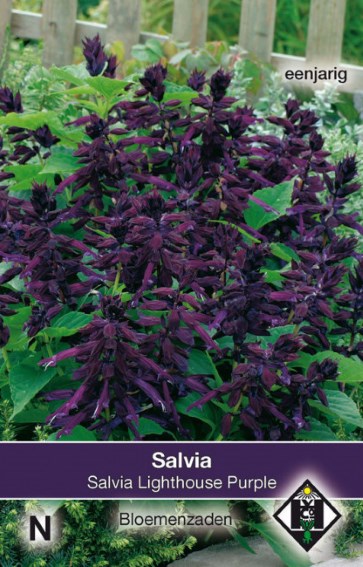 Scarlet sage Lighthouse Purple (Salvia splendens)