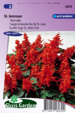 Scarlet sage St. John's Fire (Salvia splendens) 90 seeds SL