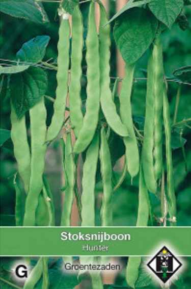 Climbing bean Hunter (Phaseolus) 30 grams