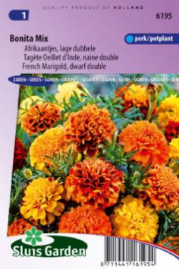 French marigold Bonita (Tagetes patula) 165 seeds SL
