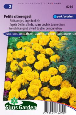 French Marigold Petite Yellow (Tagetes patula) 130 seeds SL