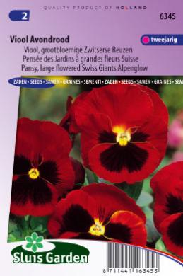 Violet, Pansy Evening Sun (Viola wittrockiana) 160 seeds SL